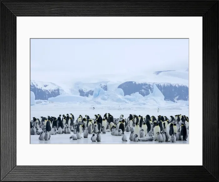 Framed Print : Colony of emperor penguins (Aptenodytes forsteri), Snow Hill Island, Weddell Sea Framed Print : Colony of emperor penguins (Aptenodytes forsteri), Snow Hill Island, Weddell Sea