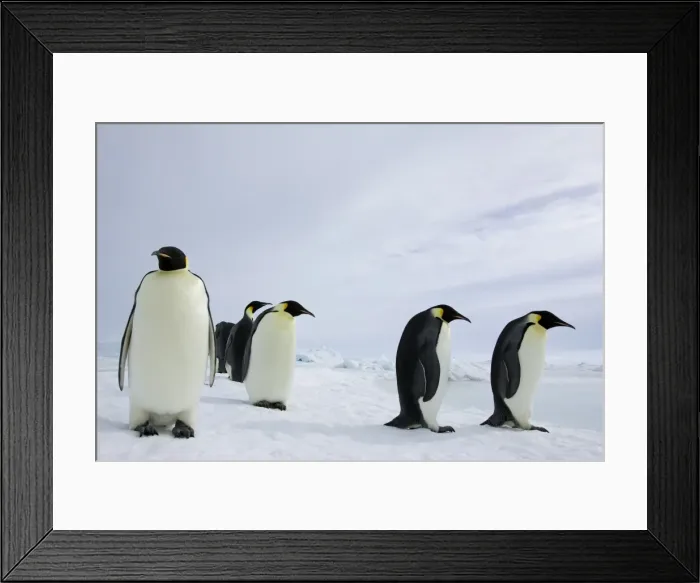 Framed Print : Emperor penguins (Aptenodytes forsteri), Snow Hill Island, Weddell Sea Framed Print : Emperor penguins (Aptenodytes forsteri), Snow Hill Island, Weddell Sea