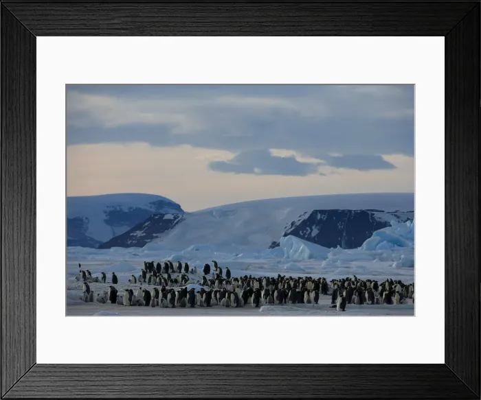 Framed Print : Colony of Emperor penguins (Aptenodytes forsteri), Snow Hill Island, Weddell Sea Framed Print : Colony of Emperor penguins (Aptenodytes forsteri), Snow Hill Island, Weddell Sea