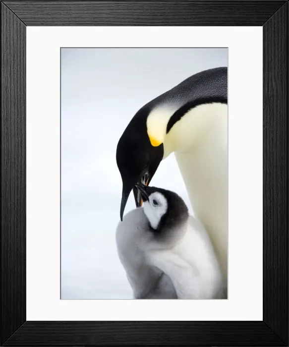 Framed Print : Emperor penguin (Aptenodytes forsteri) and chick, Snow Hill Island, Weddell Sea Framed Print : Emperor penguin (Aptenodytes forsteri) and chick, Snow Hill Island, Weddell Sea