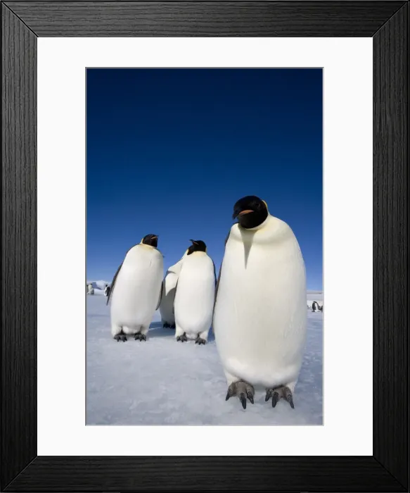 Framed Print : Emperor penguins (Aptenodytes forsteri), Snow Hill Island, Weddell Sea Framed Print : Emperor penguins (Aptenodytes forsteri), Snow Hill Island, Weddell Sea