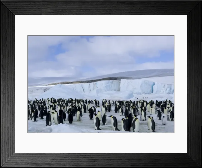 Framed Print : Colony of Emperor penguins (Aptenodytes forsteri), Snow Hill Island, Weddell Sea Framed Print : Colony of Emperor penguins (Aptenodytes forsteri), Snow Hill Island, Weddell Sea