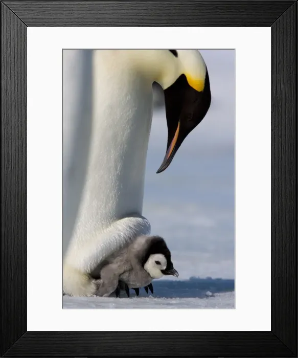 Framed Print : Emperor penguin (Aptenodytes forsteri) and chick, Snow Hill Island, Weddell Sea Framed Print : Emperor penguin (Aptenodytes forsteri) and chick, Snow Hill Island, Weddell Sea