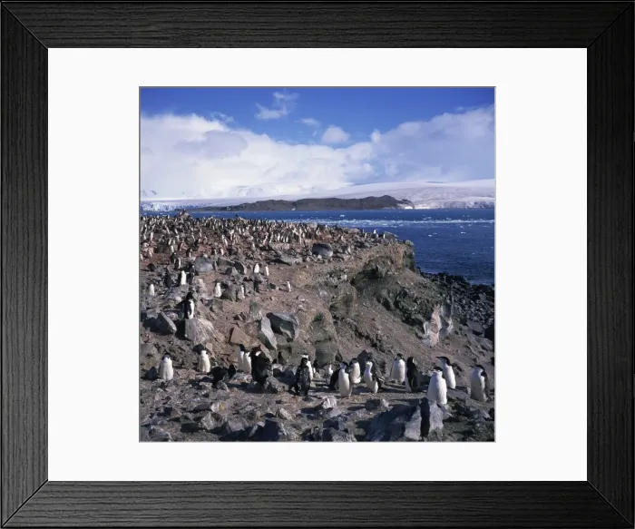 Framed Print : Chinstrap penguins in a rookery on Livingstone Island in the South Shetland Islands in Antarctica Framed Print : Chinstrap penguins in a rookery on Livingstone Island in the South Shetland Islands in Antarctica
