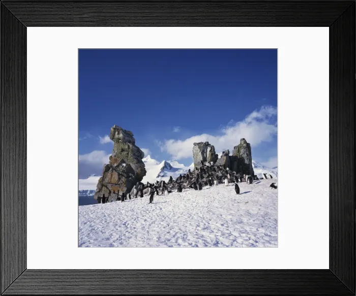 Framed Print : Chinstrap penguins on the snow and rocks on the South Shetland Islands Framed Print : Chinstrap penguins on the snow and rocks on the South Shetland Islands