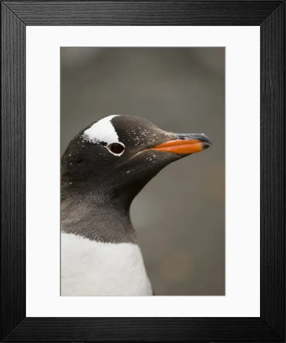 Framed Print : Gentoo penguin, Aitcho Island, South Shetland Islands, Antarctica, Polar Regions Framed Print : Gentoo penguin, Aitcho Island, South Shetland Islands, Antarctica, Polar Regions