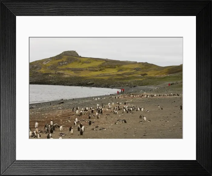 Framed Print : Penguin colony, Aitcho Island, South Shetland Islands, Antarctica, Polar Regions Framed Print : Penguin colony, Aitcho Island, South Shetland Islands, Antarctica, Polar Regions