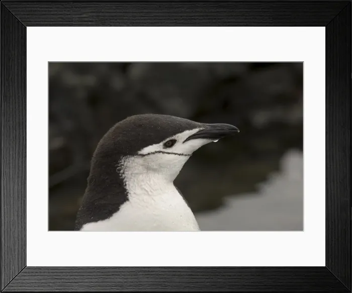Framed Print : Chinstrap penguin, Aitcho Island, South Shetland Islands, Antarctica, Polar Regions Framed Print : Chinstrap penguin, Aitcho Island, South Shetland Islands, Antarctica, Polar Regions