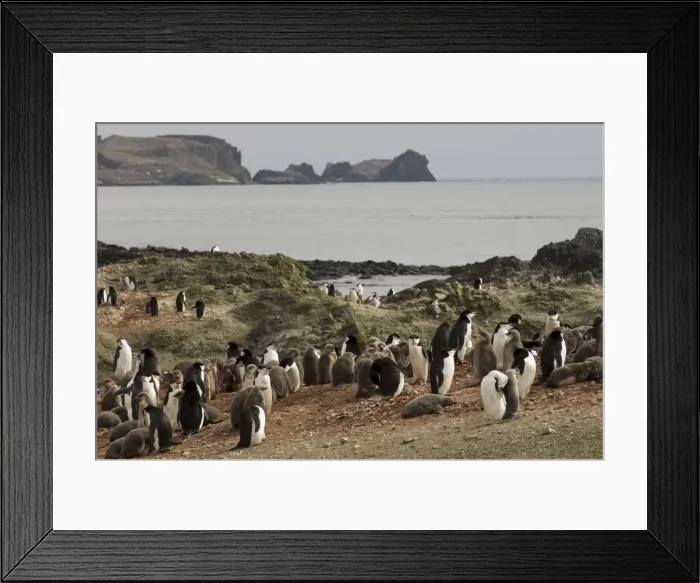 Framed Print : Chinstrap penguins, Aitcho Island, South Shetland Islands, Antarctica, Polar Regions Framed Print : Chinstrap penguins, Aitcho Island, South Shetland Islands, Antarctica, Polar Regions