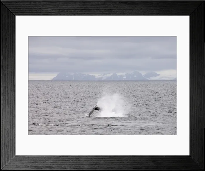Framed Print : Whale near Livingston Island, South Shetland Islands, Antarctica, Polar Regions Framed Print : Whale near Livingston Island, South Shetland Islands, Antarctica, Polar Regions