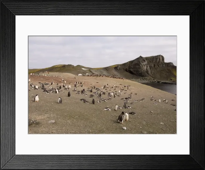 Framed Print : Gentoo penguins, Aitcho Island, South Shetland Islands, Antarctica, Polar Regions Framed Print : Gentoo penguins, Aitcho Island, South Shetland Islands, Antarctica, Polar Regions