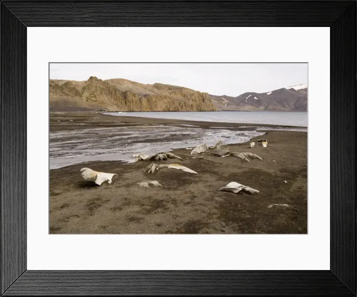 Framed Print : Telephone Bay, Deception Island, South Shetland Islands, Antarctica, Polar Regions Framed Print : Telephone Bay, Deception Island, South Shetland Islands, Antarctica, Polar Regions