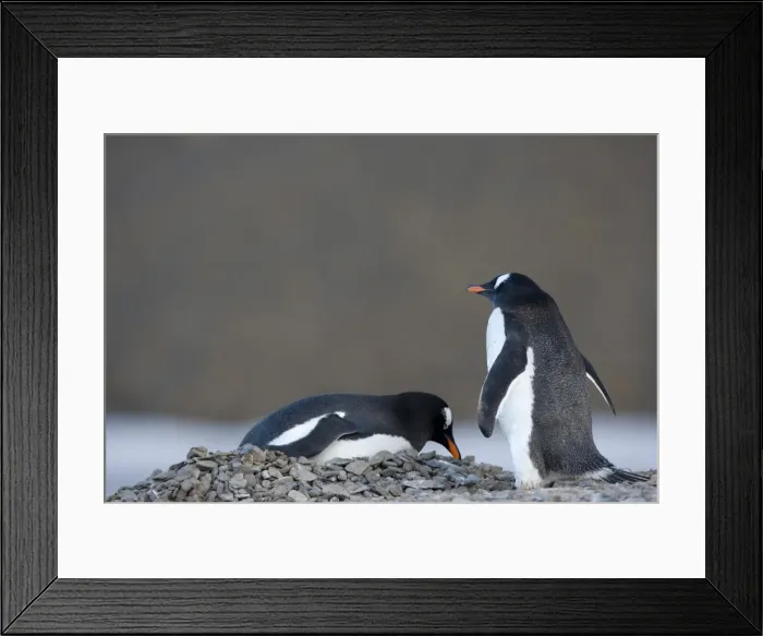 Framed Print : Gentoo penguins (Pygoscelis papua), Browns Bluff, Drake Passage, Weddell Sea Framed Print : Gentoo penguins (Pygoscelis papua), Browns Bluff, Drake Passage, Weddell Sea