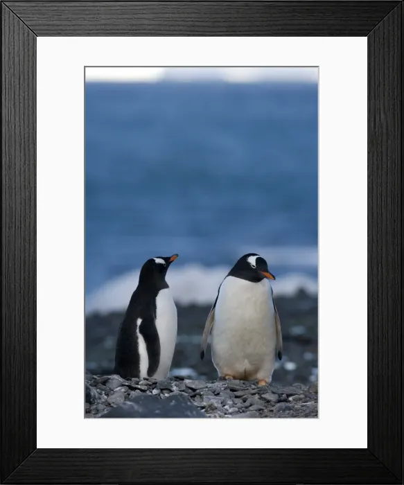 Framed Print : Gentoo penguins (Pygoscelis papua), Browns Bluff, Weddell Sea, Antarctic Peninsula Framed Print : Gentoo penguins (Pygoscelis papua), Browns Bluff, Weddell Sea, Antarctic Peninsula