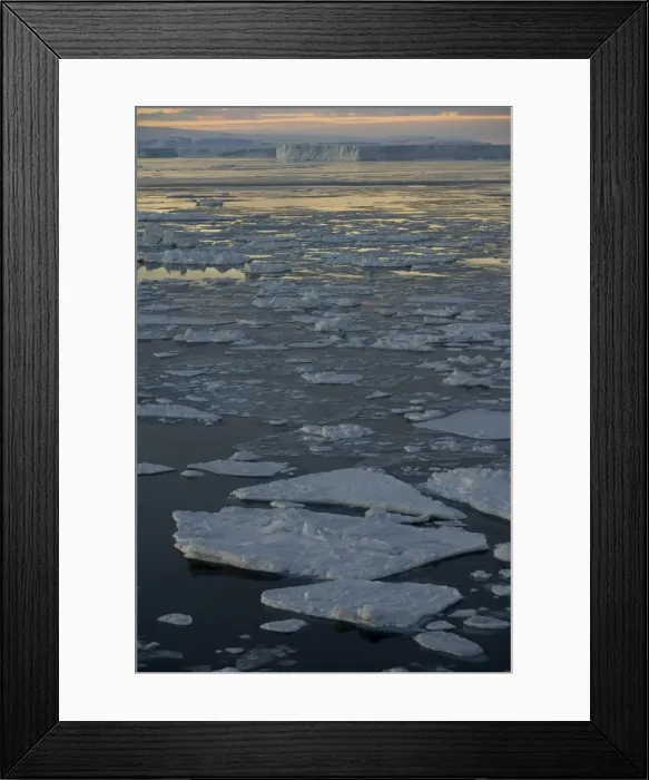 Framed Print : Pack ice, Weddell Sea, Antarctic Peninsula, Antarctica, Polar Regions Framed Print : Pack ice, Weddell Sea, Antarctic Peninsula, Antarctica, Polar Regions