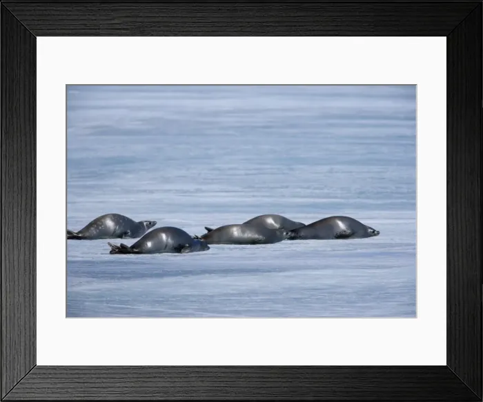 Framed Print : Weddell seal (Leptonychotes weddellii), Weddell Sea, Antarctic Peninsula