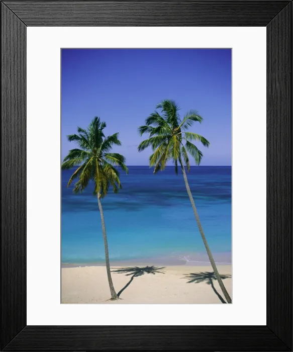 Framed Print : Palm trees on deserted beach, Antigua, Caribbean, West Indies, Central America Framed Print : Palm trees on deserted beach, Antigua, Caribbean, West Indies, Central America