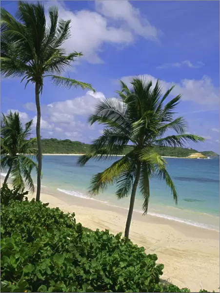 Palm trees and beach, Half Moon Bay, Antigua, Leeward Islands, Caribbean