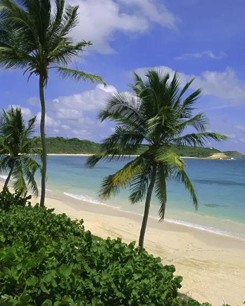 Palm trees and beach, Half Moon Bay, Antigua, Leeward Islands, Caribbean