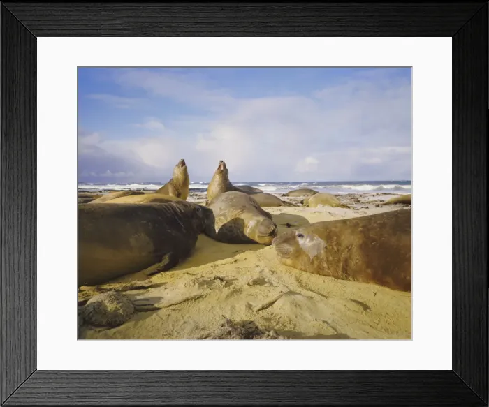 Framed Print : Elephant seals, Falkland Islands, South Atlantic Framed Print : Elephant seals, Falkland Islands, South Atlantic