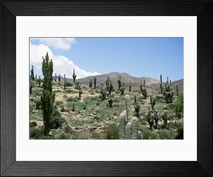 Framed Print : Cardones growing in the altiplano desert near Tilcara, Jujuy, Argentina, South America Framed Print : Cardones growing in the altiplano desert near Tilcara, Jujuy, Argentina, South America