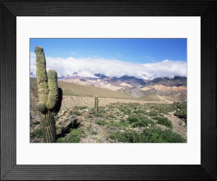 Framed Print : Cardones growing in the desert at 3000 metres, near Alfarcito, Jujuy, Argentina Framed Print : Cardones growing in the desert at 3000 metres, near Alfarcito, Jujuy, Argentina