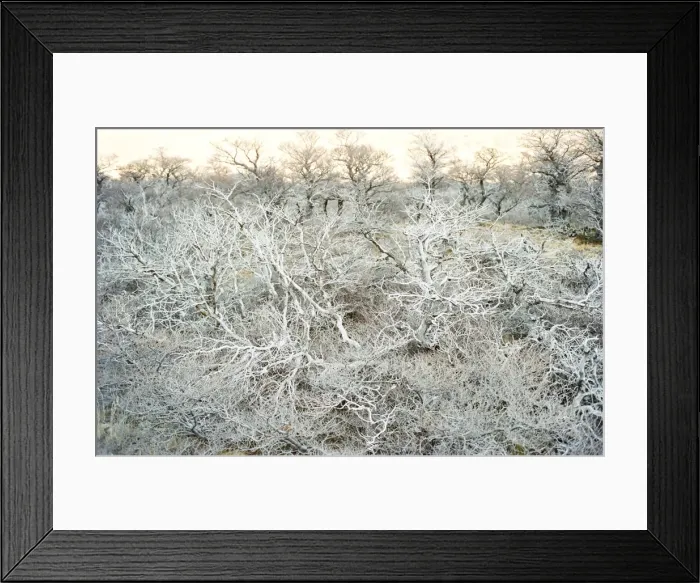 Framed Print : Dead wood, El Chalten, Patagonia, Argentina, South America Framed Print : Dead wood, El Chalten, Patagonia, Argentina, South America