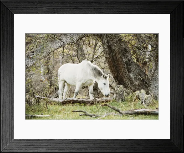 Framed Print : Wild horses, El Calafate, Patagonia, Argentina, South America Framed Print : Wild horses, El Calafate, Patagonia, Argentina, South America