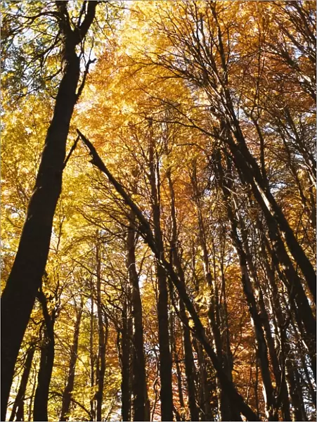 Trees in autumn, Bariloche, Argentina, South America