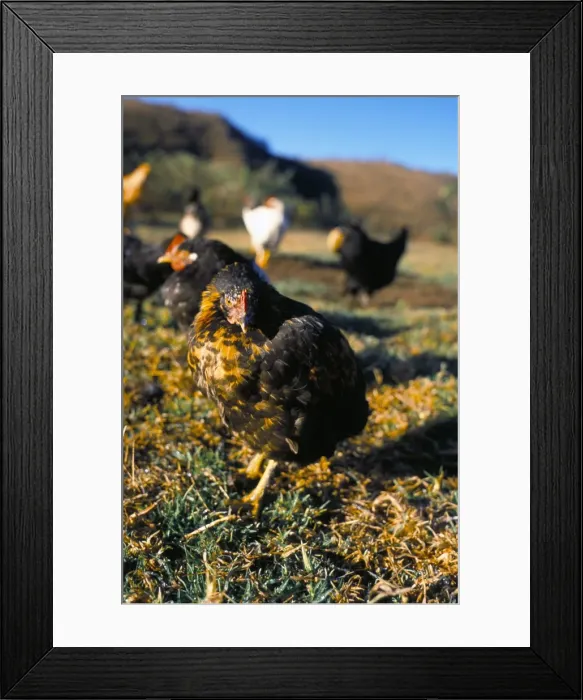Framed Print : Free range chickens, Salta, Argentina, South America Framed Print : Free range chickens, Salta, Argentina, South America