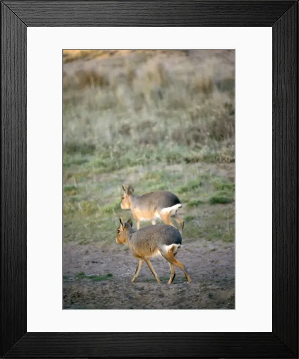 Framed Print : Maras, Peninsula Valdes, Argentina, South America Framed Print : Maras, Peninsula Valdes, Argentina, South America