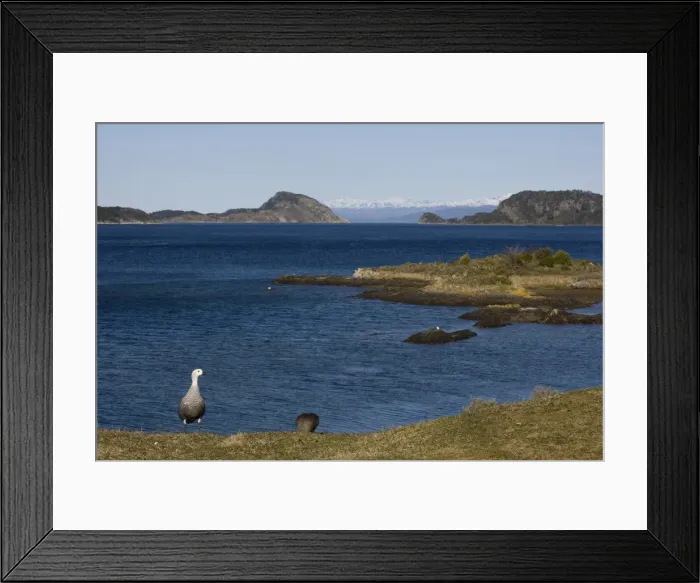 Framed Print : Magellan goose (Chloephaga picta), Ushuaia, Tierra del Fuego, Argentina, South America Framed Print : Magellan goose (Chloephaga picta), Ushuaia, Tierra del Fuego, Argentina, South America