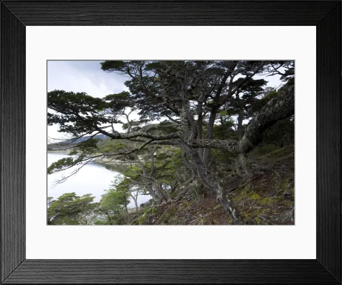 Framed Print : Coastline, Ushuaia, Tierra del Fuego National Park, Argentina, South America Framed Print : Coastline, Ushuaia, Tierra del Fuego National Park, Argentina, South America