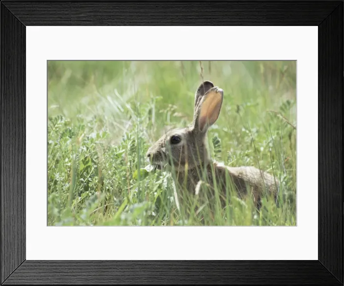 Framed Print : Rabbit, Tierra del Fuego, Argentina, South America Framed Print : Rabbit, Tierra del Fuego, Argentina, South America