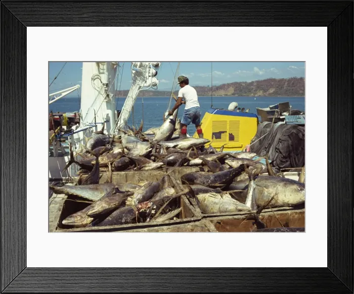 Framed Print : Tuna fishing, Caldera, Aruba, Lesser Antilles, Caribbean, Central America Framed Print : Tuna fishing, Caldera, Aruba, Lesser Antilles, Caribbean, Central America