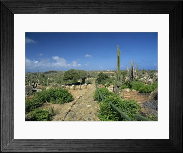 Framed Print : Cobbled pathway past candle cacti and a divi divi tree, Arikok National Park Framed Print : Cobbled pathway past candle cacti and a divi divi tree, Arikok National Park