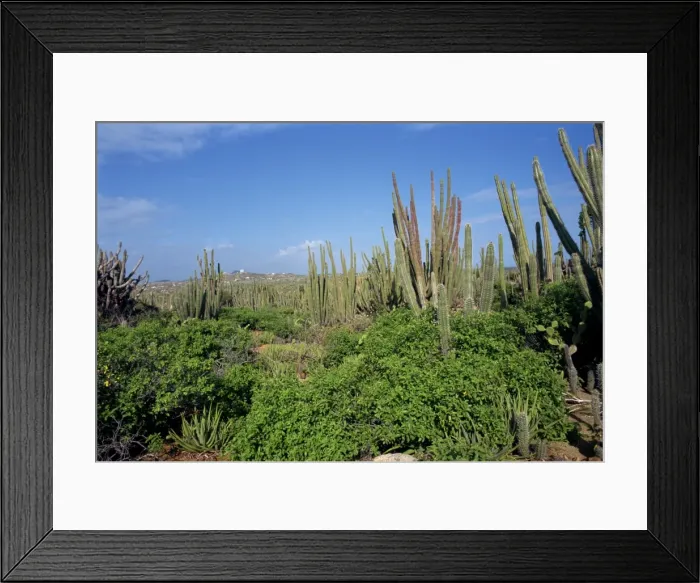 Framed Print : Candle cacti, Arikok National Park, Aruba, West Indies, Caribbean, Central America Framed Print : Candle cacti, Arikok National Park, Aruba, West Indies, Caribbean, Central America
