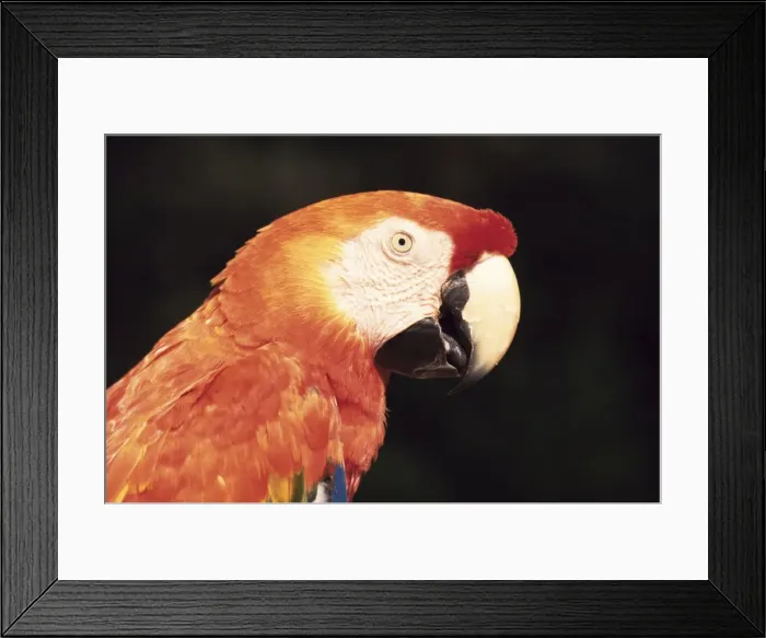Framed Print : Parrot, Aruba, West Indies, Dutch Caribbean, Central America Framed Print : Parrot, Aruba, West Indies, Dutch Caribbean, Central America