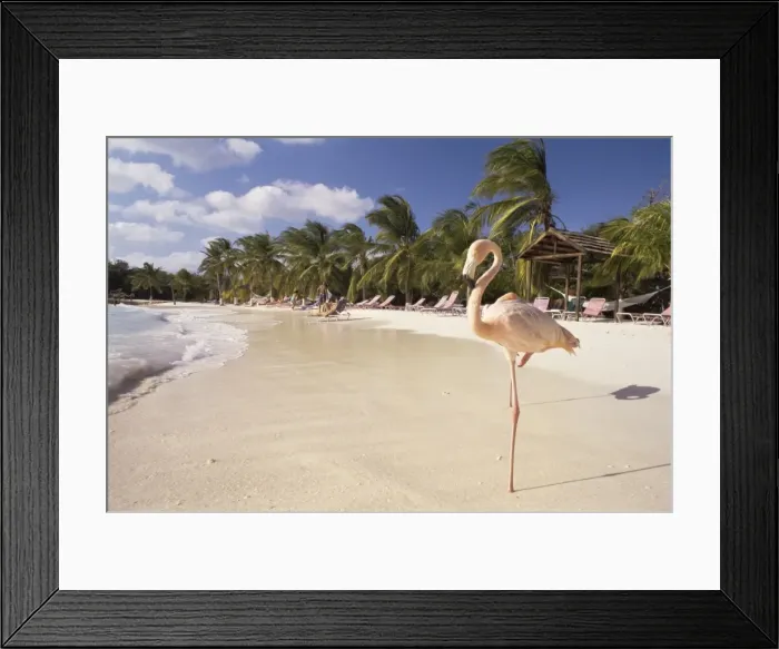 Framed Print : Flamingo, Sonesta Island, Aruba, West Indies, Dutch Caribbean, Central America Framed Print : Flamingo, Sonesta Island, Aruba, West Indies, Dutch Caribbean, Central America
