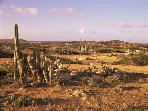 Alto Vista Cactus Desert, Aruba, West Indies, Dutch Caribbean, Central America