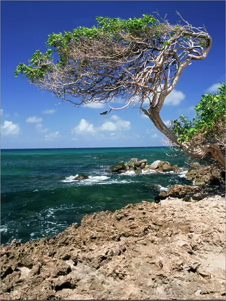 Divi divi tree, Cudarebe Point, Aruba, West Indies, Dutch Caribbean, Central America
