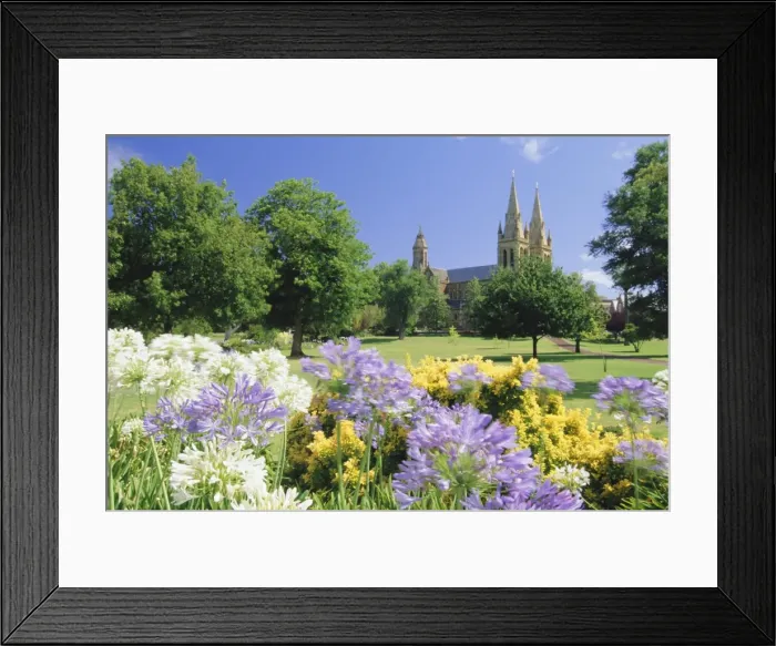 Framed Print : Agapanthus flowers and St. Peters Anglican Cathedral, Adelaide, South Australia Framed Print : Agapanthus flowers and St. Peters Anglican Cathedral, Adelaide, South Australia