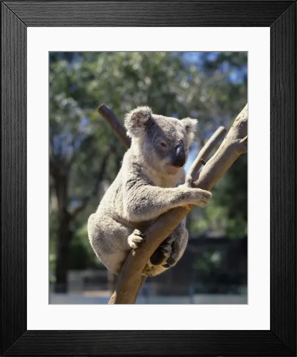 Framed Print : Koala bear, Australia, Pacific Framed Print : Koala bear, Australia, Pacific