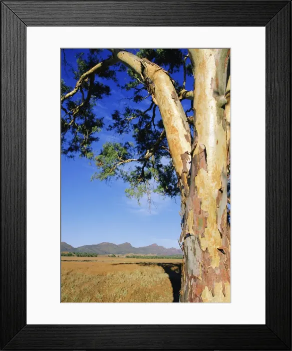 Framed Print : Red River Gum, Wilpena, Flinders Range, South Australia, Australia Framed Print : Red River Gum, Wilpena, Flinders Range, South Australia, Australia
