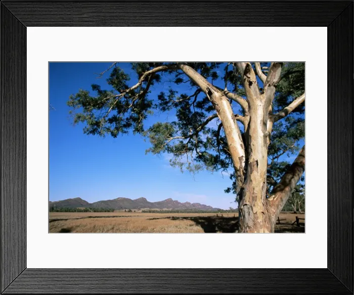 Framed Print : Red River gum tree (Eucalyptus camaldulensis), Wilpena, Flinders Ranges Framed Print : Red River gum tree (Eucalyptus camaldulensis), Wilpena, Flinders Ranges