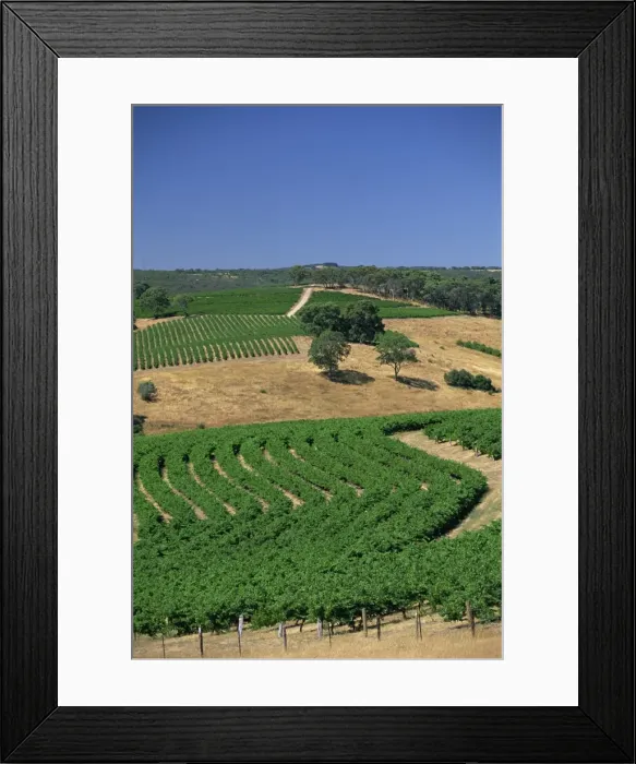 Framed Print : Vineyards, McLaren Vale, Clarendon, South Australia, Australia, Pacific Framed Print : Vineyards, McLaren Vale, Clarendon, South Australia, Australia, Pacific