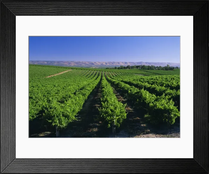 Framed Print : McLaren Vale-Oliverhill Wines vineyards, South Australia, Australia Framed Print : McLaren Vale-Oliverhill Wines vineyards, South Australia, Australia