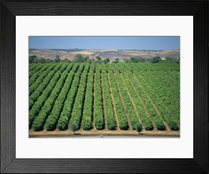 Framed Print : Vine rows, McLaren Vale-Maxwell Wines, Australia Framed Print : Vine rows, McLaren Vale-Maxwell Wines, Australia