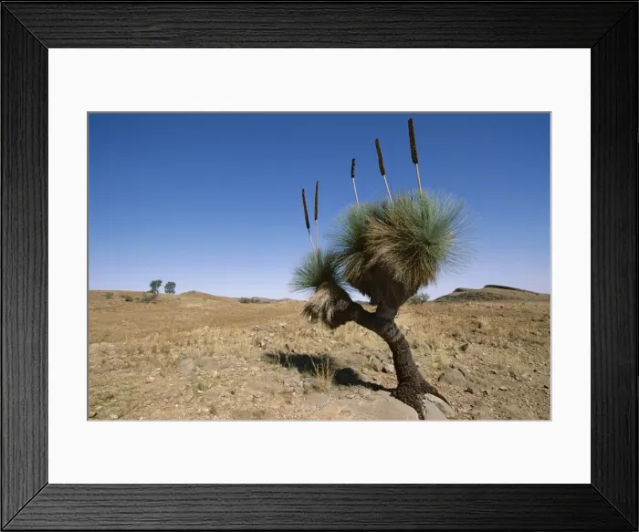 Framed Print : Yakka plant, Flinders Range, South Australia, Australia, Pacific Framed Print : Yakka plant, Flinders Range, South Australia, Australia, Pacific