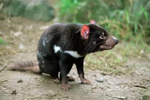 Tasmanian devil, Sarcophilus harrisii, in captivity, Australia, Pacific